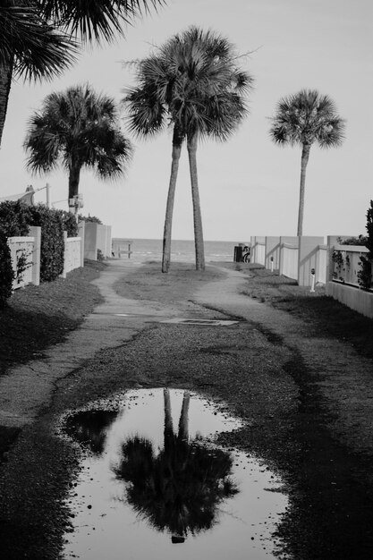 Foto riflessione degli alberi nell'acqua