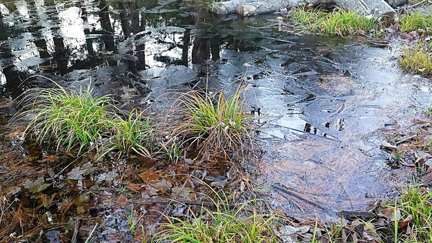 Foto riflessione degli alberi nell'acqua