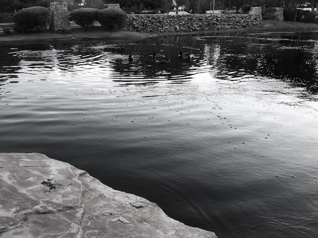 Reflection of trees in water