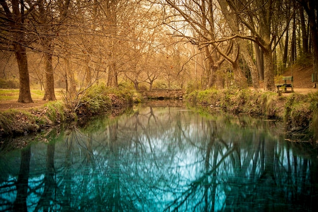 reflection of trees in the water