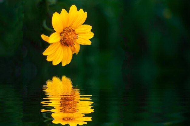 Reflection in the water of a beautiful yellow flower