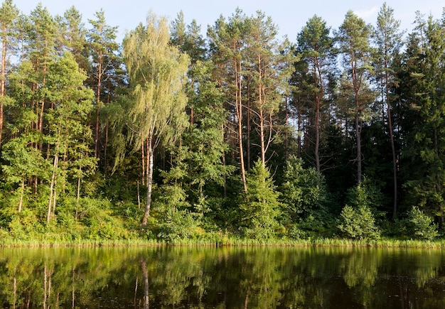 Reflection in the water of trees growing on the lake in summer