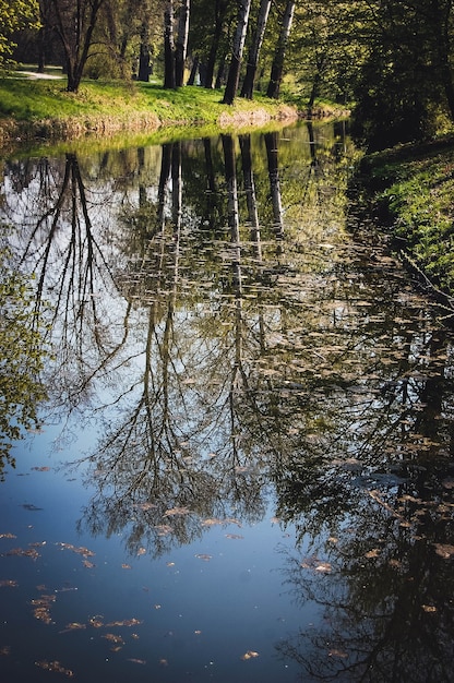 Riflessione nell'acqua degli alberi di pioppo con foglie di primavera