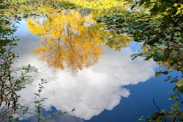 Reflections on a sunny autumn day at a lake in Surrey