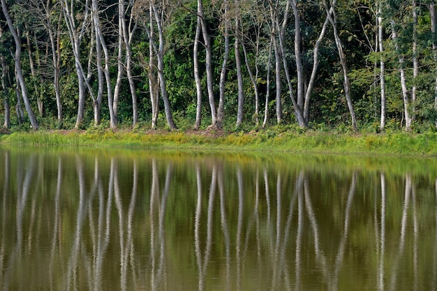 Reflex of tree