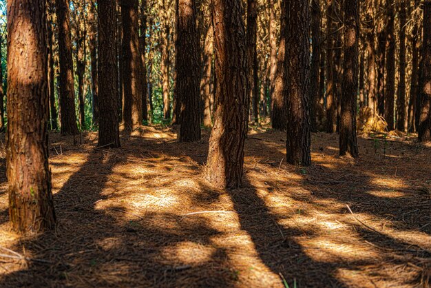 농장 내부에서 Pinus elliot의 재조림.