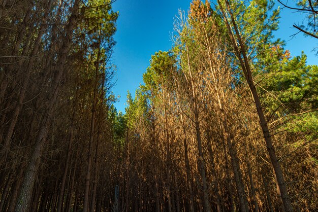 농장 내부에서 Pinus elliot의 재조림.