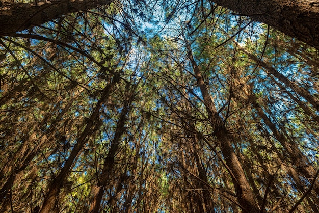 Reforestation of pinus elliot within a forest on the farm