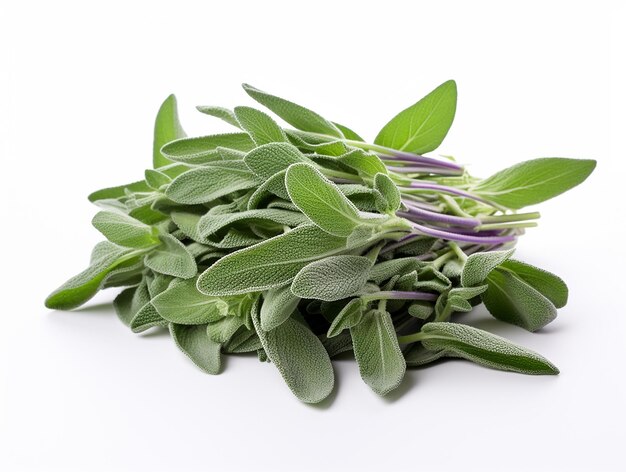 Refreshing Green HighQuality Mint Plant on White Background