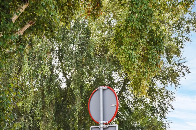 A refreshing view of the green tree branches