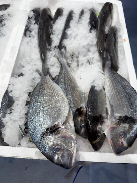 Refrigerated Dorado fish in a container