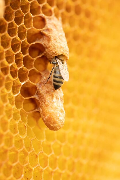 Regal Elegance Bee Breeder's shot met koninginbijen op kamcellen