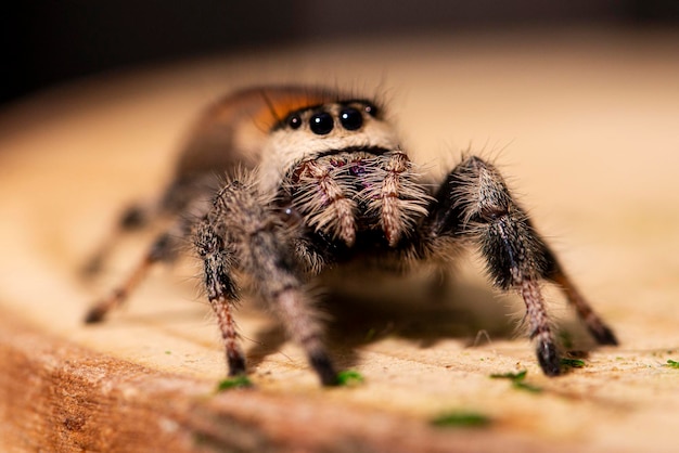 Regal springende spin vrouw op houten achtergrond close-up macro foto spider