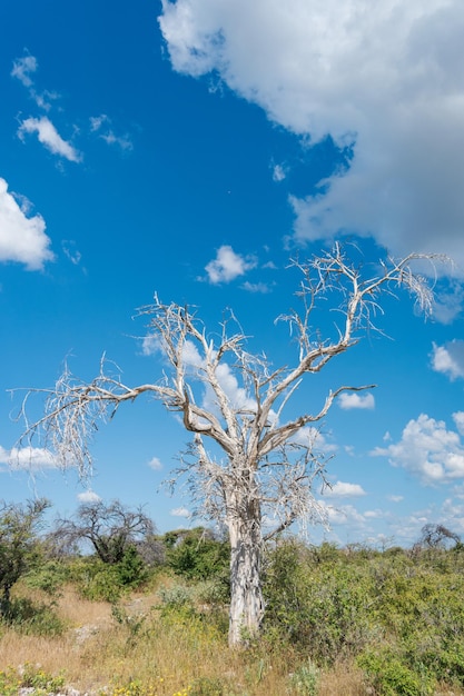 Photo regal white coloured dead tree with a vibrant blue sky in the background