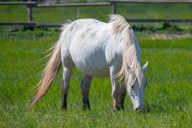 Regal white stallion in peaceful field