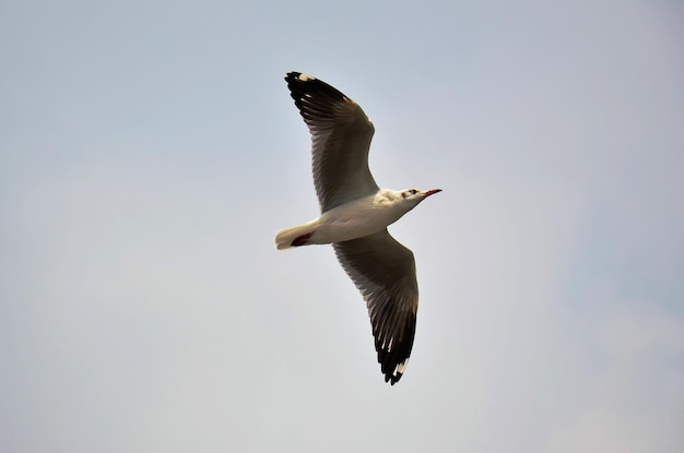 Regelmatige seizoensgebonden bewegingsmigratie van meeuwenvogels in het bangpu-recreatiecentrum in de baai van bangkok voor thaise mensen en buitenlandse reizigers die een bezoek brengen aan de stad samutprakarn in samut prakan, thailand