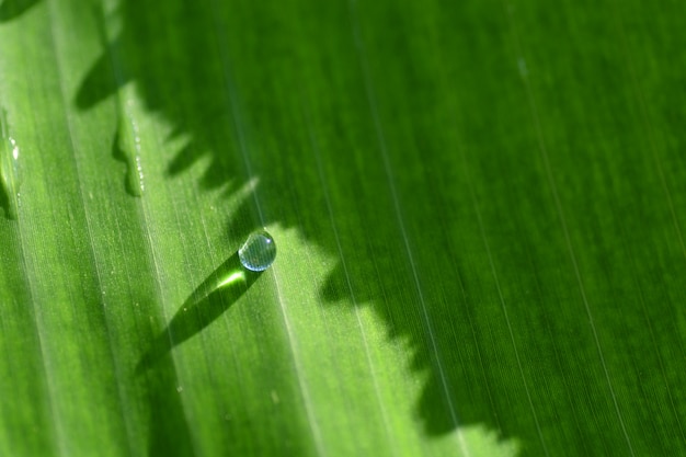 Regen druppels op bananenblad bakcground