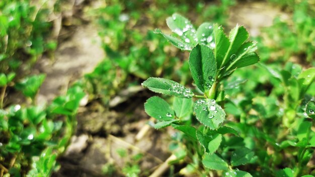 Regen druppels op groene klaver zonnig