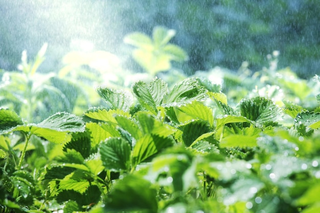 Regen in de tuin