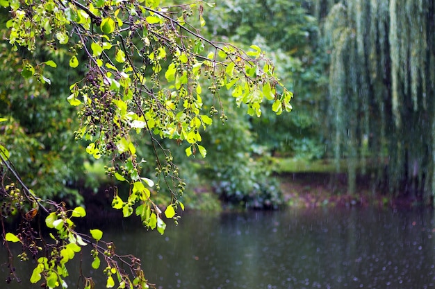 Foto regen in het stadspark bij het meer, aan de oever waarvan bomen groeien