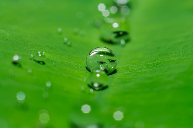 regen waterdruppel op groen blad