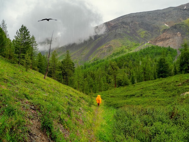 Regenachtig bergbos, enkele trekking bij slecht weer. Cijfer van een toerist in een gele regenjas op een bergpad.