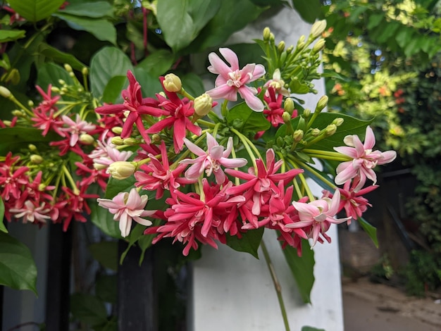Regenachtig bloemenseizoen de binnenlandse bloem op Midden-Java.
