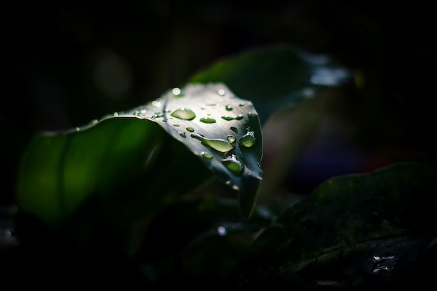 Regenachtige druppel op groen blad