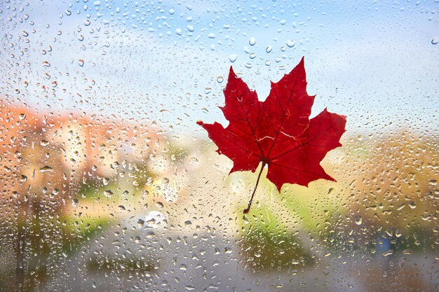 Foto regenachtige herfstdag het raam is helemaal in druppels oranje blad op een nat raam herfst achtergrond