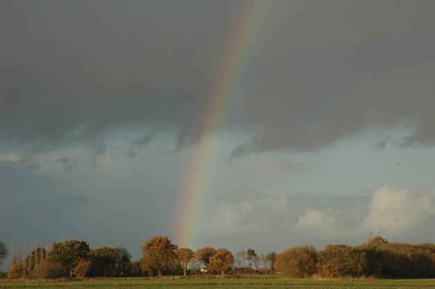 Regenboog boven een weiland