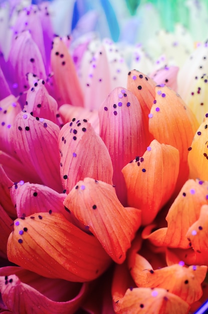 Regenboog gekleurde dahlia'sbloemblaadjes.