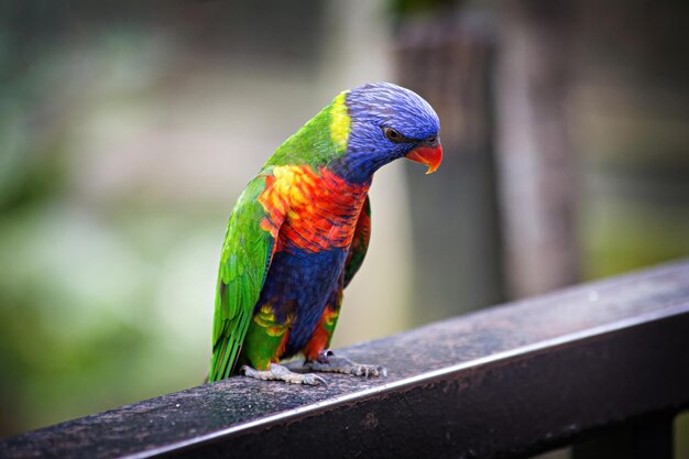 Regenboog lorikeet papegaai in Kuala Lumpur Birds Park, Maleisië