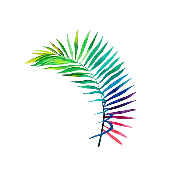 Regenboog palmtak op een geïsoleerde achtergrond Een gekleurde palmtak Aquarel illustratie Tropische planten