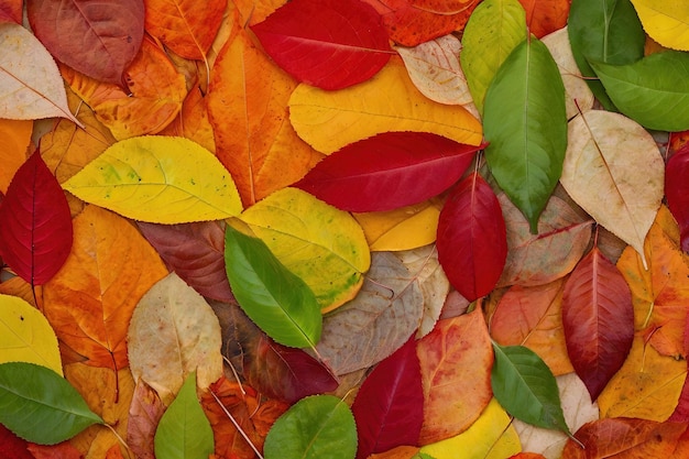 Regenboog van kleurrijke herfstbladeren