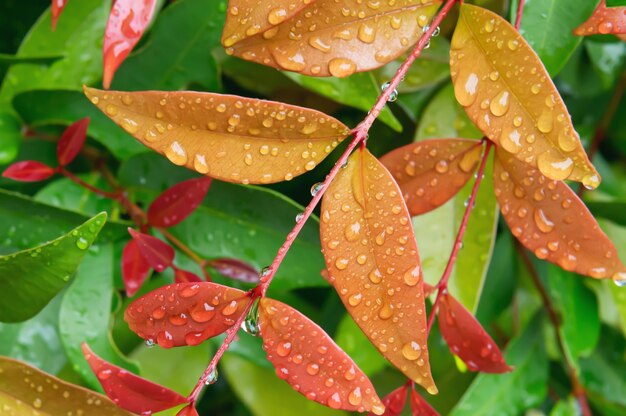 Regendruppel op blad op aardachtergrond