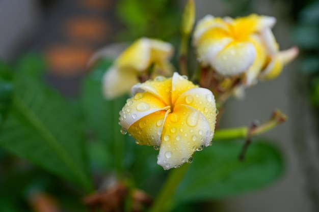 Regendruppel op bloesem gele frangipani bloem