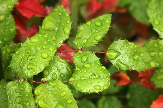 regendruppel op groen blad