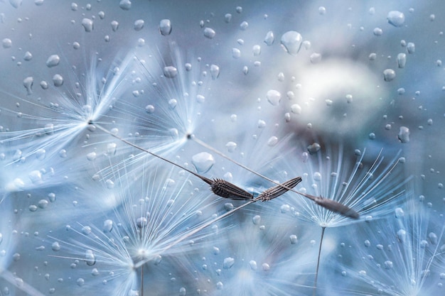 regendruppels en wit paardebloemzaad in regenachtige dagen in de lente