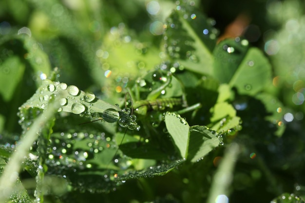 Regendruppels groene bladeren en de bidsprinkhaan