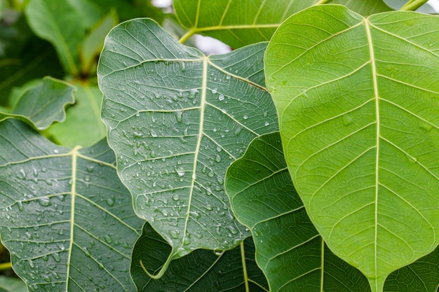 Regendruppels op de bovenkant van de bladeren in het regenseizoen