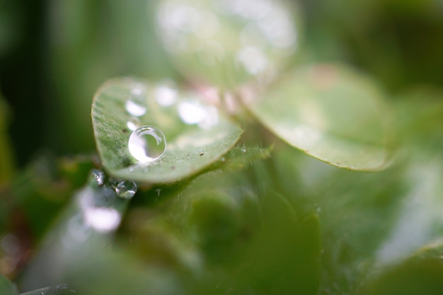 regendruppels op de groene plant bladeren in de tuin