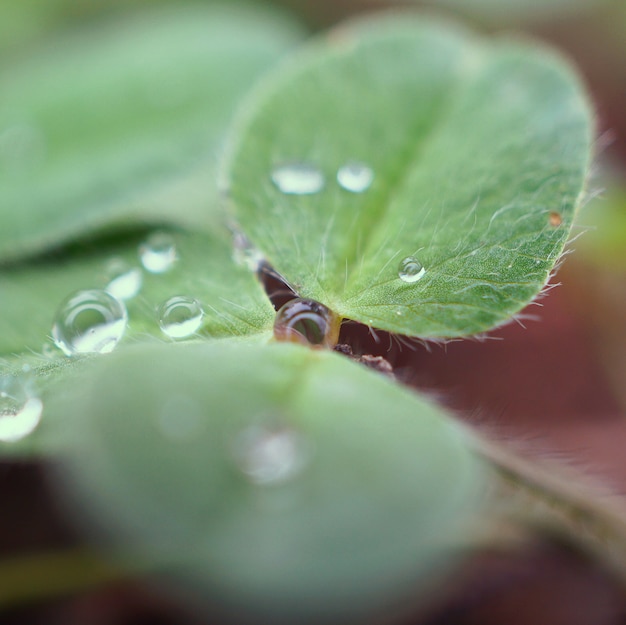 regendruppels op de groene plant bladeren in de tuin