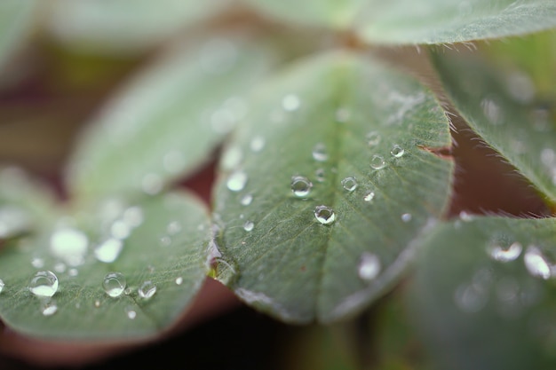 regendruppels op de groene plant bladeren in de tuin