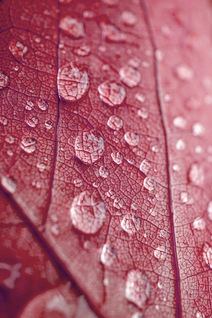 regendruppels op de rode bladeren in het herfstseizoen, rode backgrou