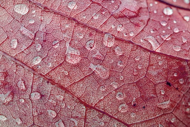regendruppels op de rode bladeren in het herfstseizoen, rode backgrou
