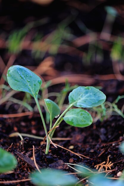 regendruppels op een blad, bloemkoolplant in de tuin