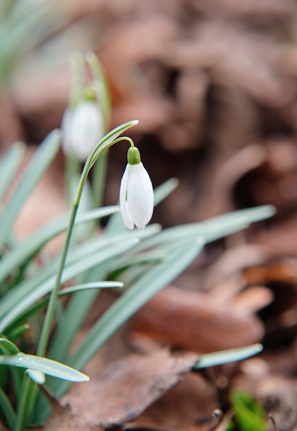 Regendruppels op een gesloten bloem