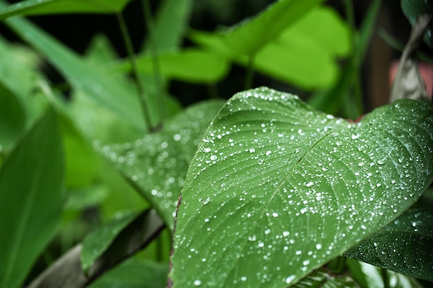 Regendruppels op een groen blad. Natuurlijke hydratatie van planten.