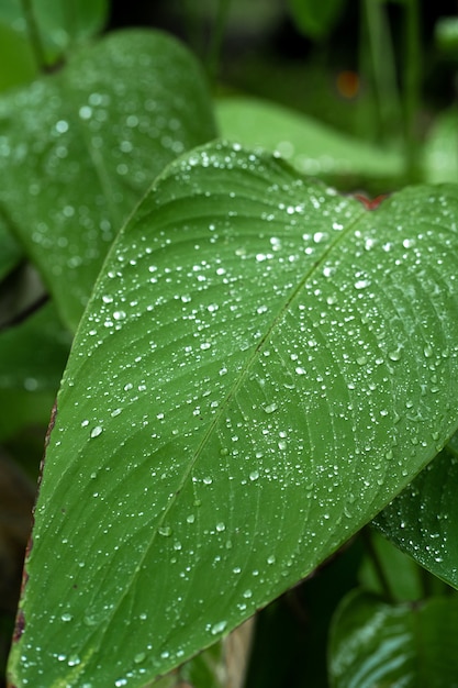 Regendruppels op een groen blad