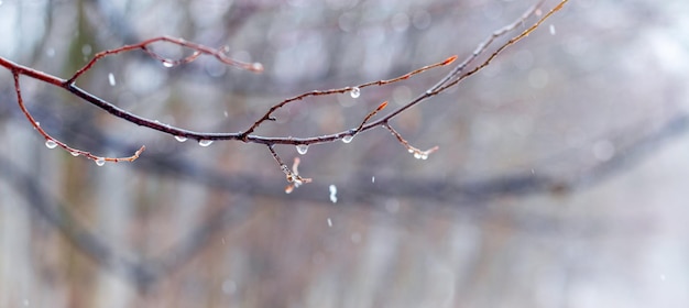 Regendruppels op een kale tak in de lente tijdens de smeltende sneeuw